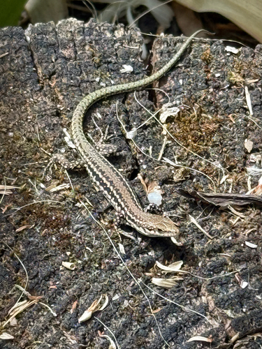 Green Iberian Wall Lizard, Carvalhal, Centro, PT, photo 4 of 10