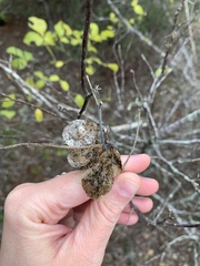 Ptelea trifoliata mollis