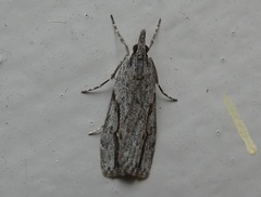 Eudonia bisinualis