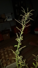 Dysphania anthelmintica