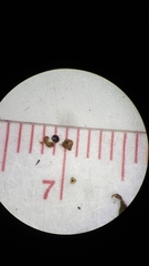 Dysphania anthelmintica