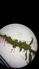 Dysphania anthelmintica