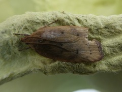 Phaeosaces coarctatella