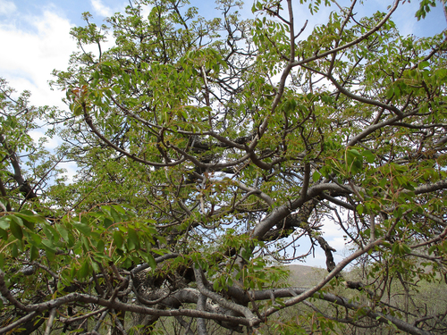 Sclerocarya birrea subsp. caffra image