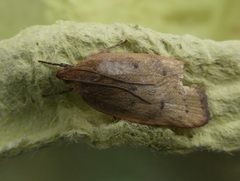 Phaeosaces coarctatella