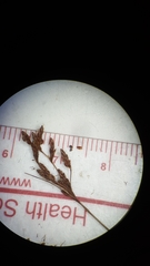 Bulbostylis ciliatifolia