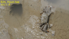 Macrophthalmus