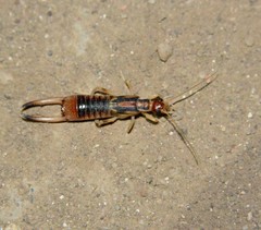 Labidura riparia