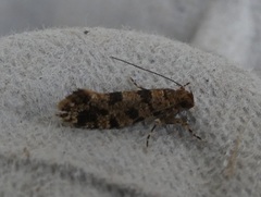 Parochmastis hilderi