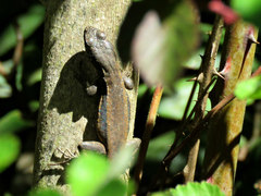 Liolaemus nigroviridis