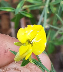 Crotalaria mollicula