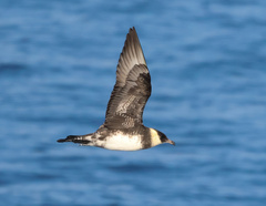 Pomarine Jaeger photo 2