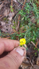 Crotalaria mollicula