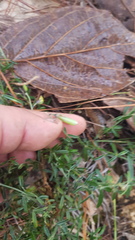 Crotalaria mollicula