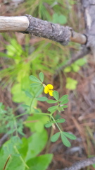 Crotalaria mollicula