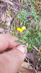 Crotalaria mollicula