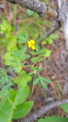 Crotalaria mollicula