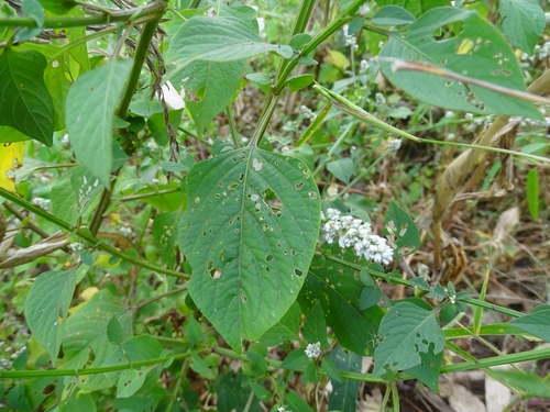 Celosia trigyna image