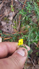 Crotalaria mollicula