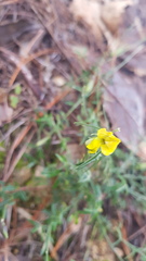 Crotalaria mollicula