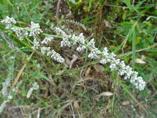 Celosia trigyna image