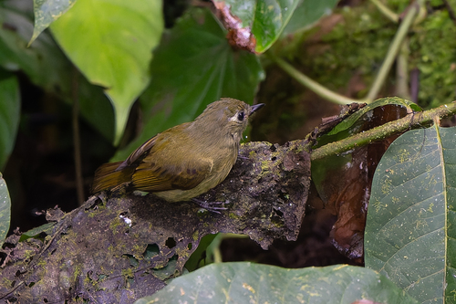 Olive-striped Flycatcher (Mionectes olivaceus), photo 3