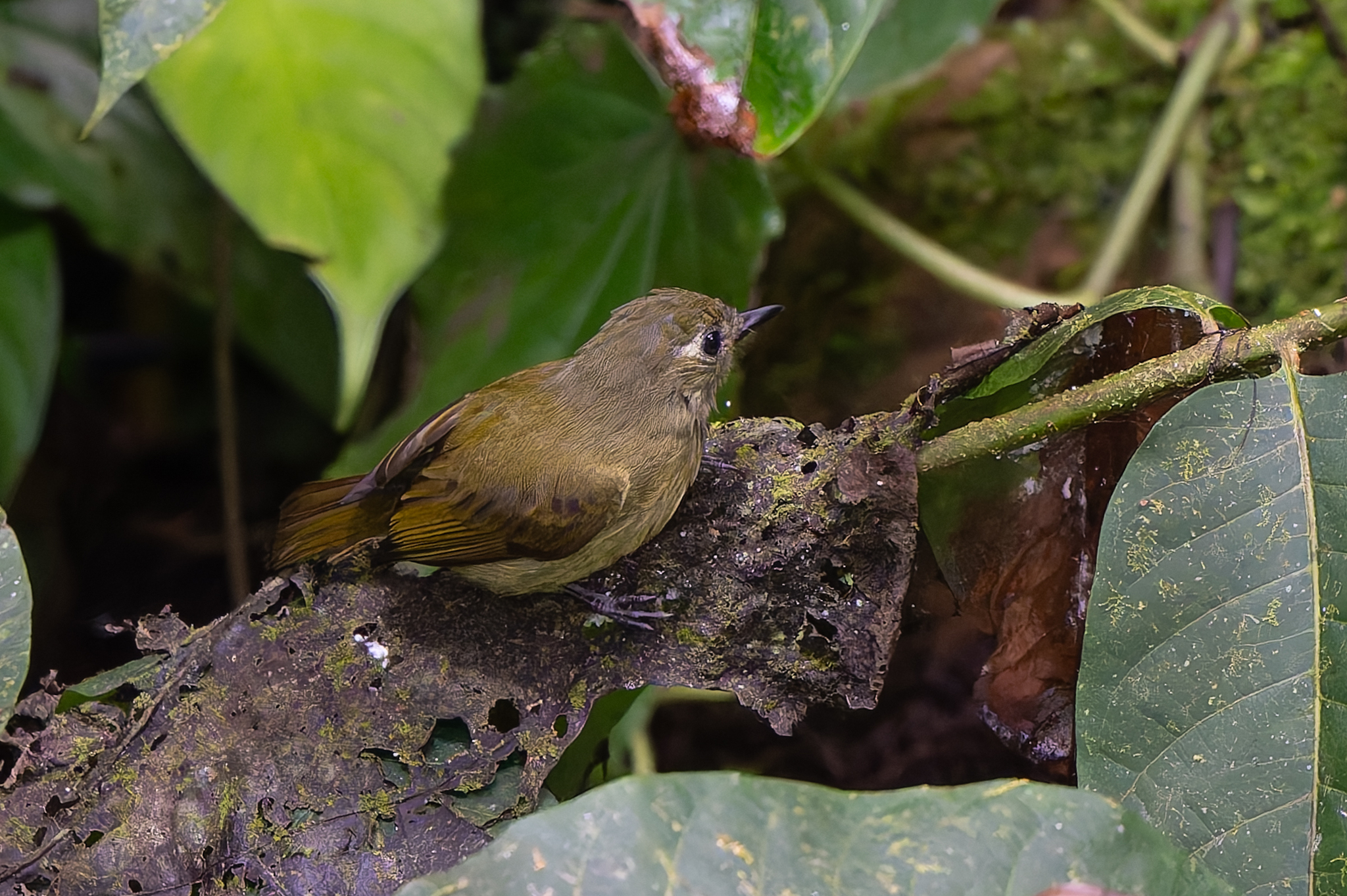 Olive-striped Flycatcher (Mionectes olivaceus), photo 3