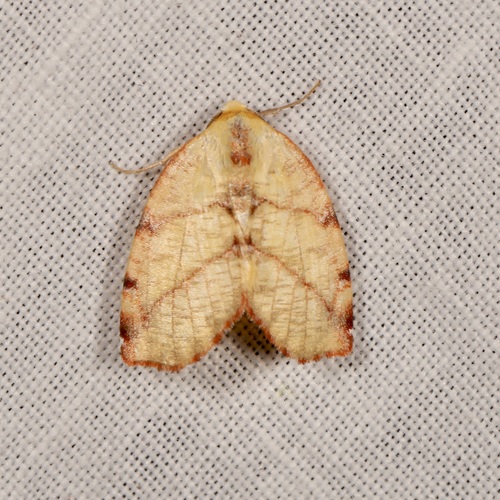 Hemixera