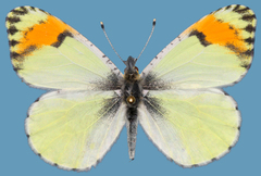 Anthocharis julia sulfuris