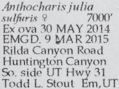 Anthocharis julia sulfuris