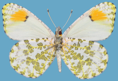 Anthocharis julia sulfuris