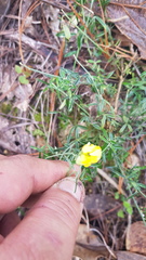 Crotalaria mollicula