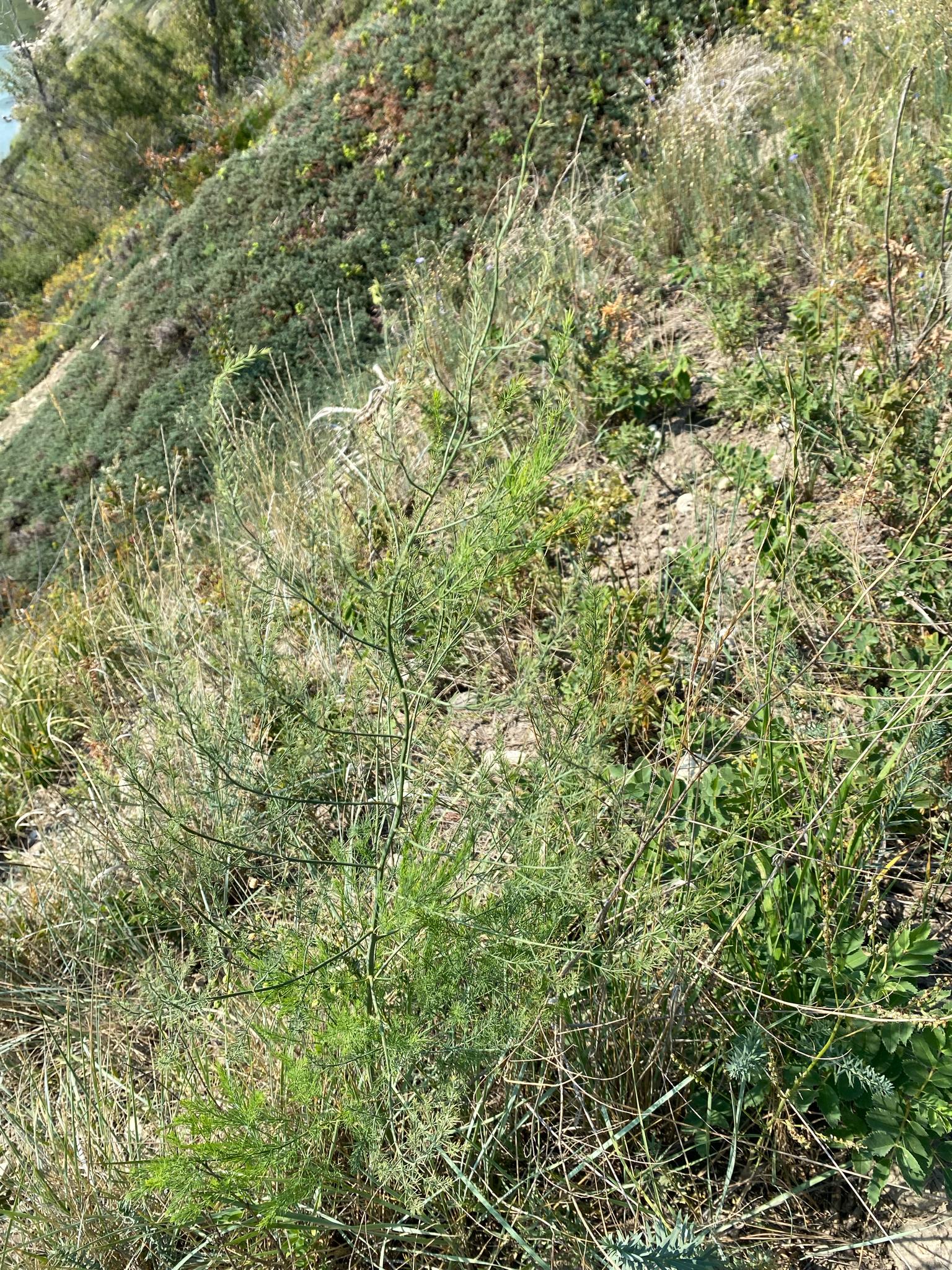 Asperge (Asparagus officinalis) — photo 2
