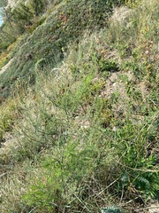 Asperge (Asparagus officinalis) — photo 2