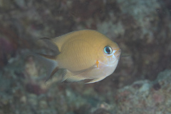 Pycnochromis amboinensis
