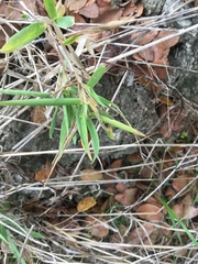 Dichanthelium scribnerianum