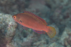 Cirrhilabrus punctatus