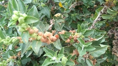 Withania somnifera