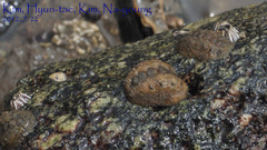Acanthochitona