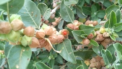 Withania somnifera