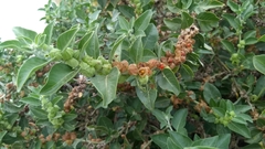 Withania somnifera