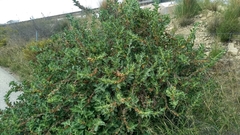 Withania somnifera