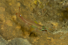 Ostorhinchus dispar
