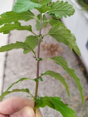 Caryopteris × clandonensis