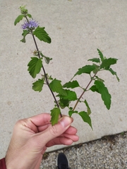 Caryopteris × clandonensis