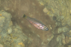 Cheilodipterus artus