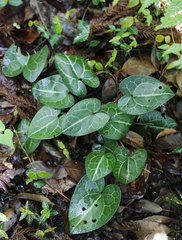 Asarum curvistigma