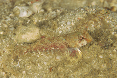 Synchiropus morrisoni