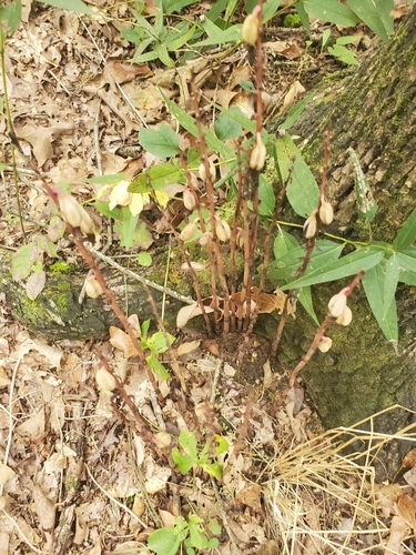 Spiked crested coralroot (Bletia spicata)