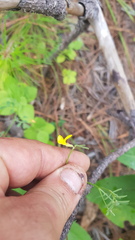 Crotalaria mollicula
